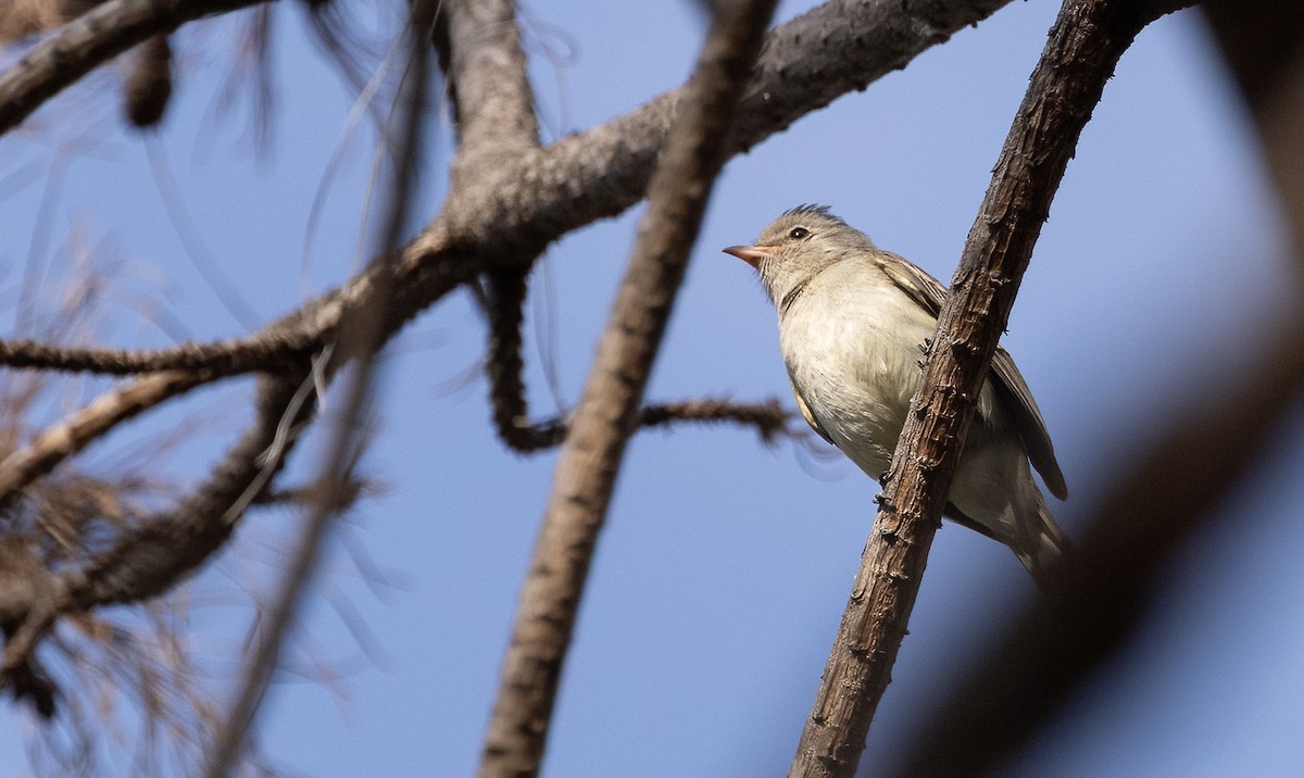 Northern Beardless-Tyrannulet - ML634152271