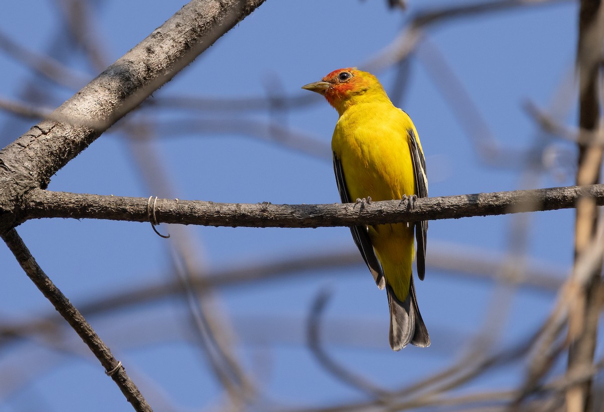 Western Tanager - ML634152283
