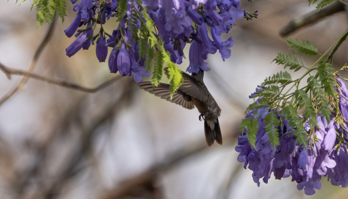 Dusky Hummingbird - ML634152294