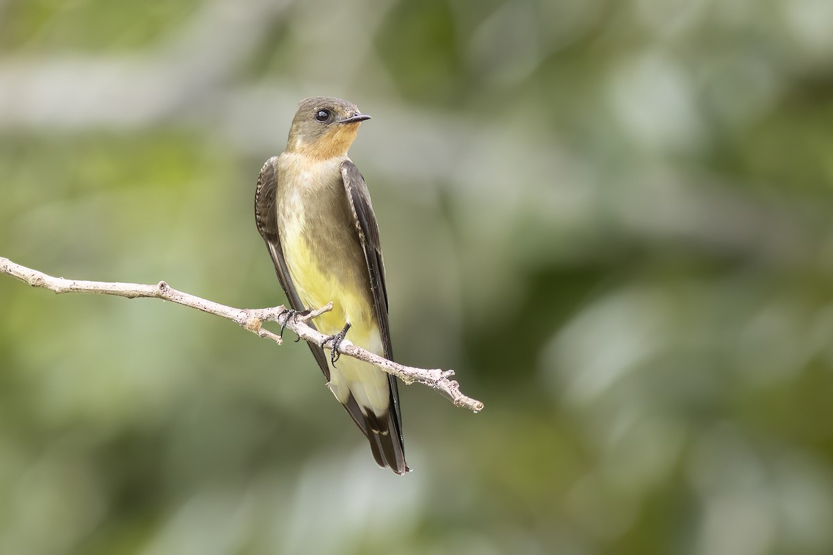 Southern Rough-winged Swallow - ML634152313