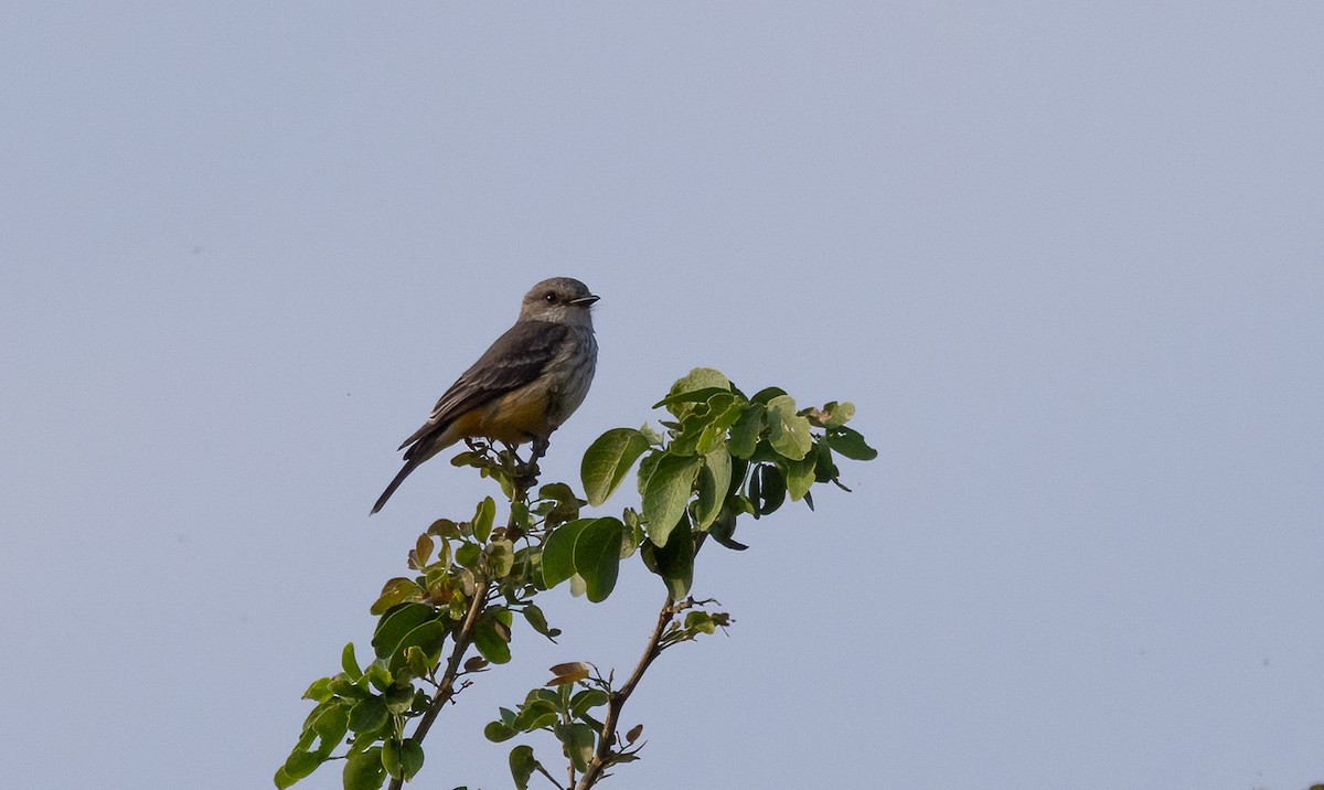 Vermilion Flycatcher - ML634152320