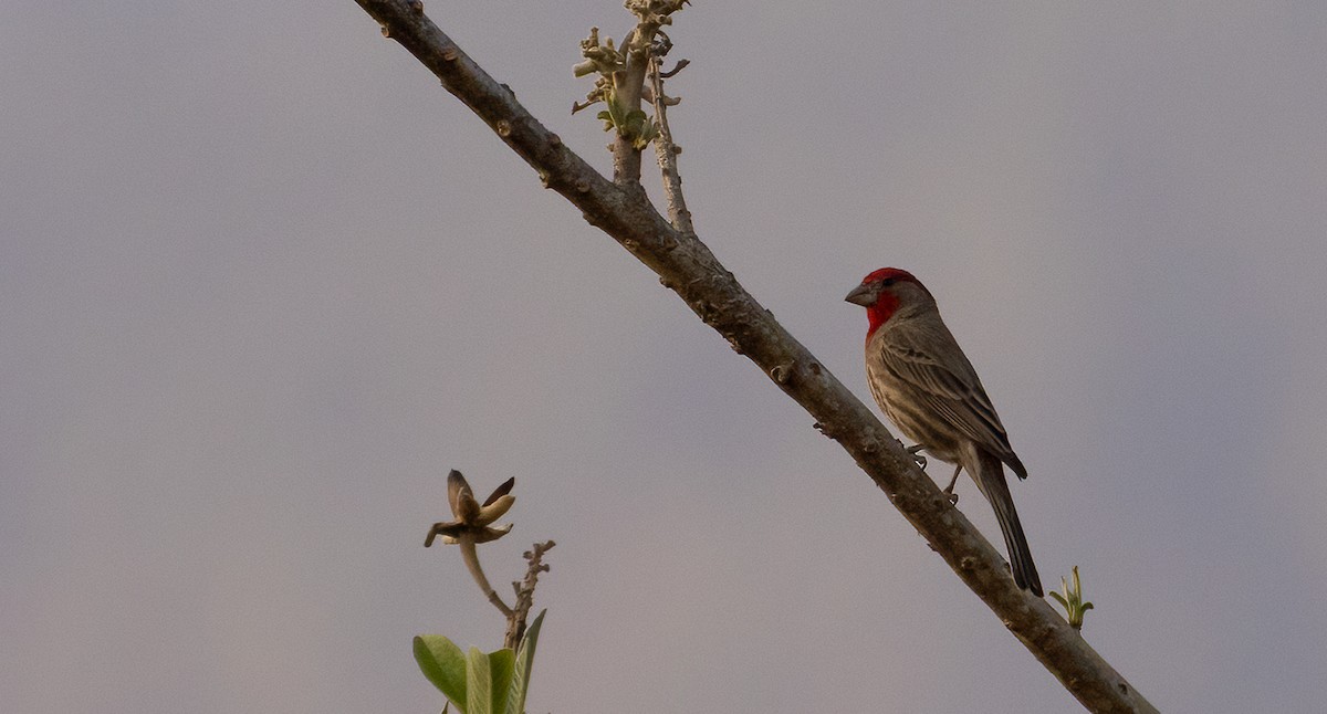 House Finch - ML634152337
