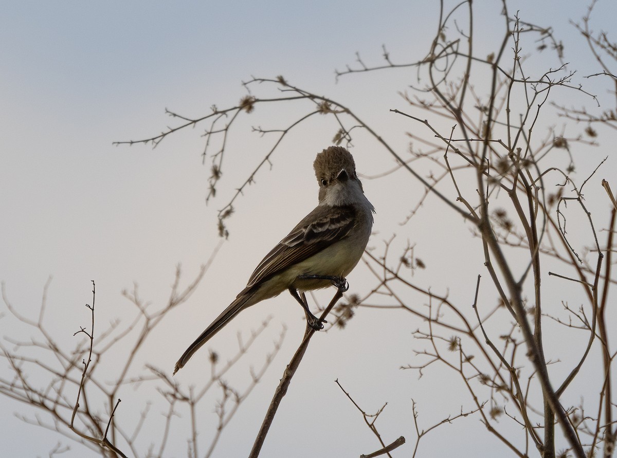 Nutting's Flycatcher - ML634152350