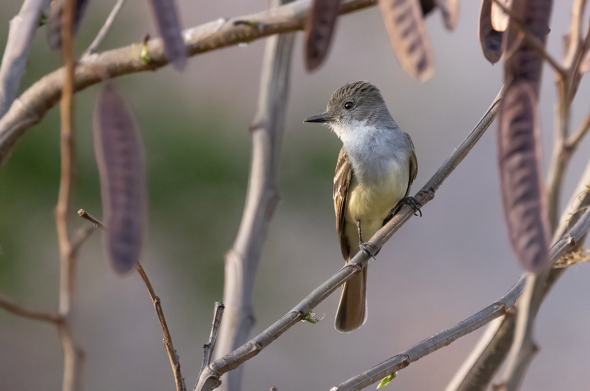 Nutting's Flycatcher - ML634152351