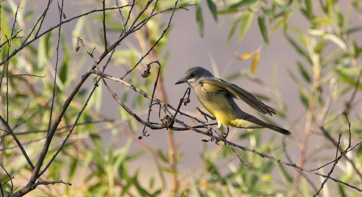 Cassin's Kingbird - ML634152402