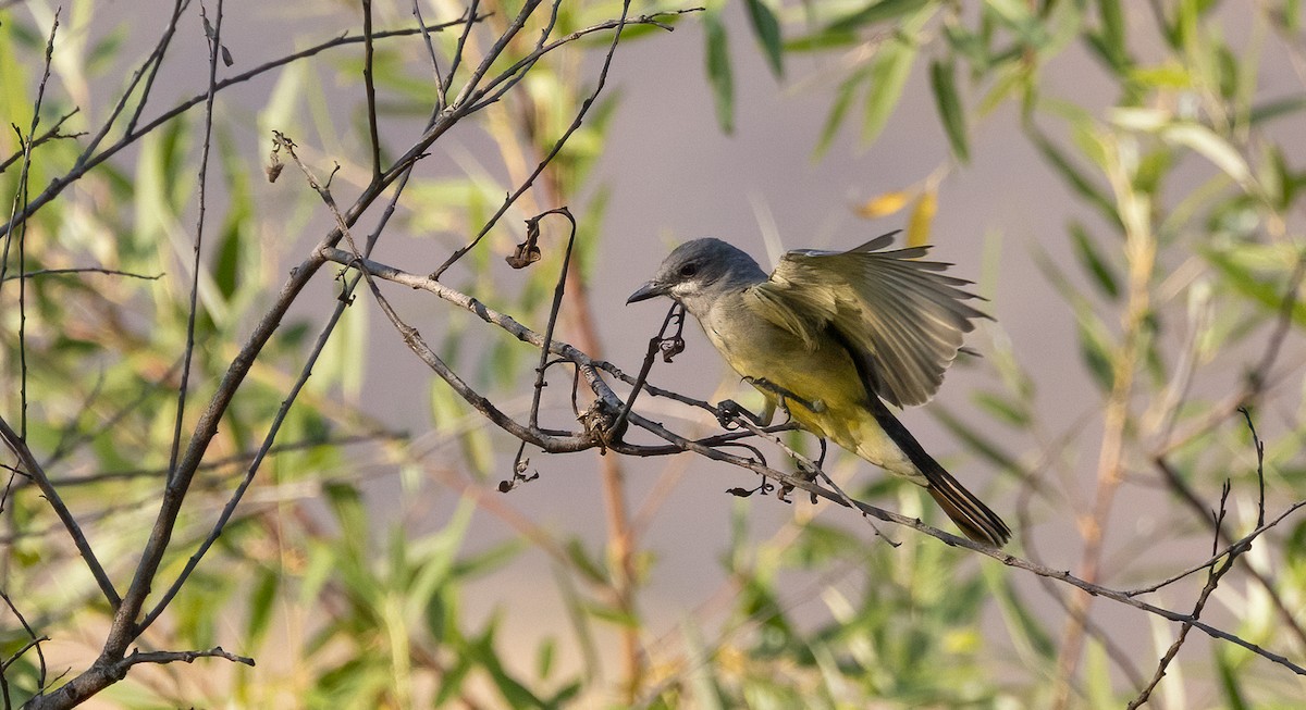 Cassin's Kingbird - ML634152403