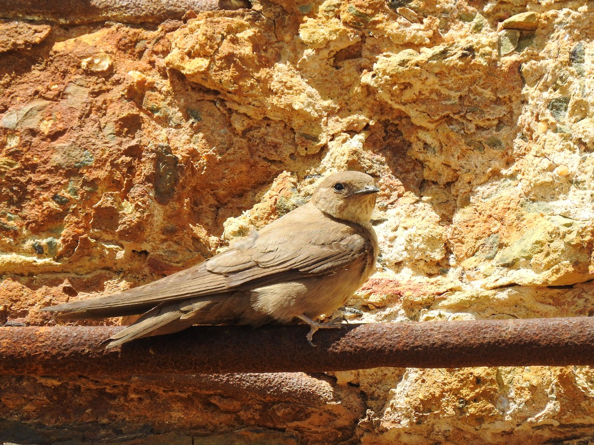 Eurasian Crag-Martin - João Tiago Ribeiro