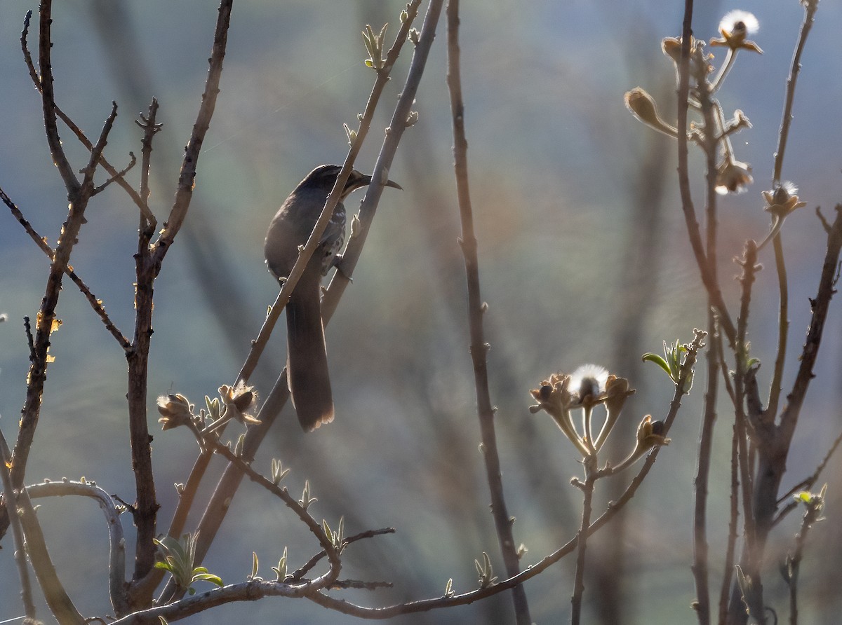 Ocellated Thrasher - ML634152582