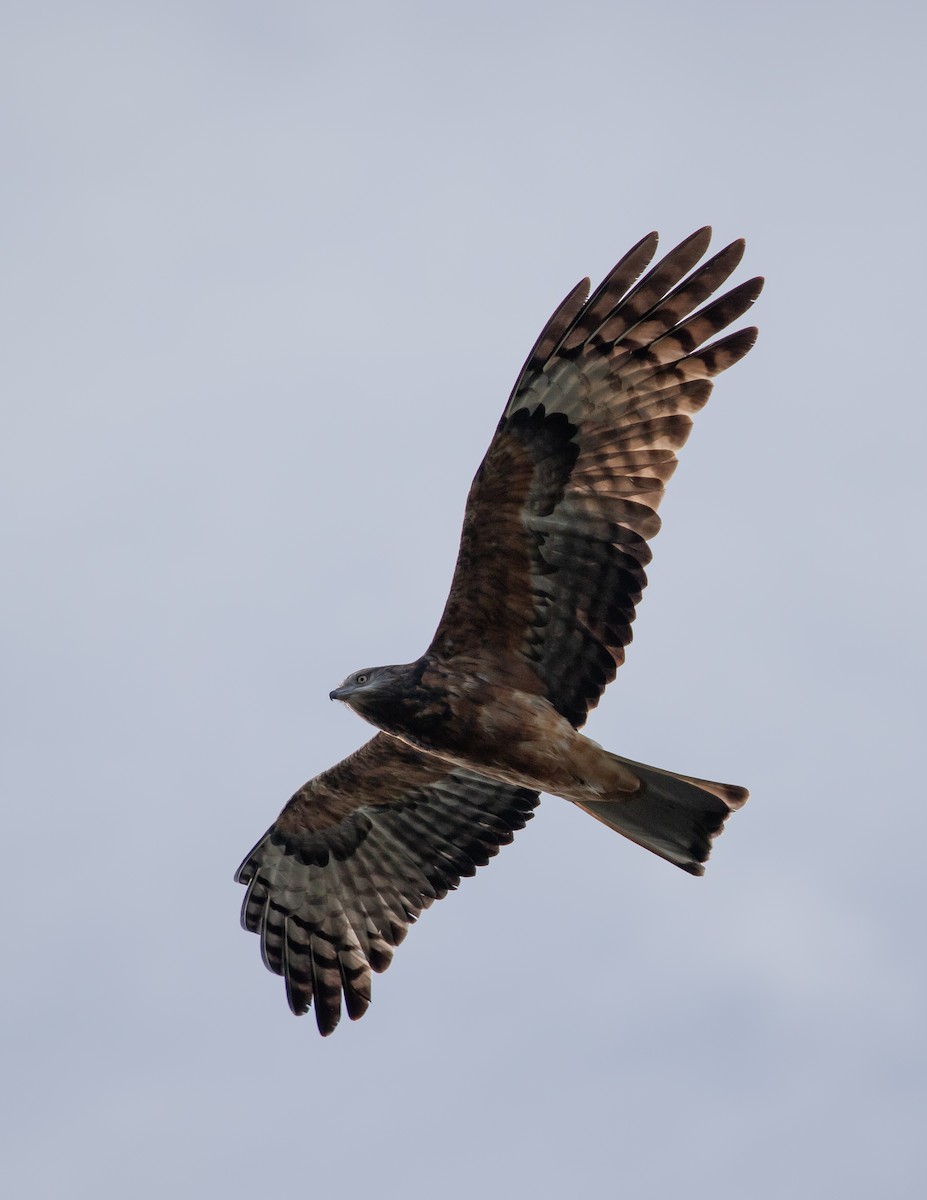 Square-tailed Kite - ML634152598