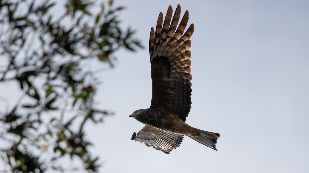 Square-tailed Kite - ML634152599