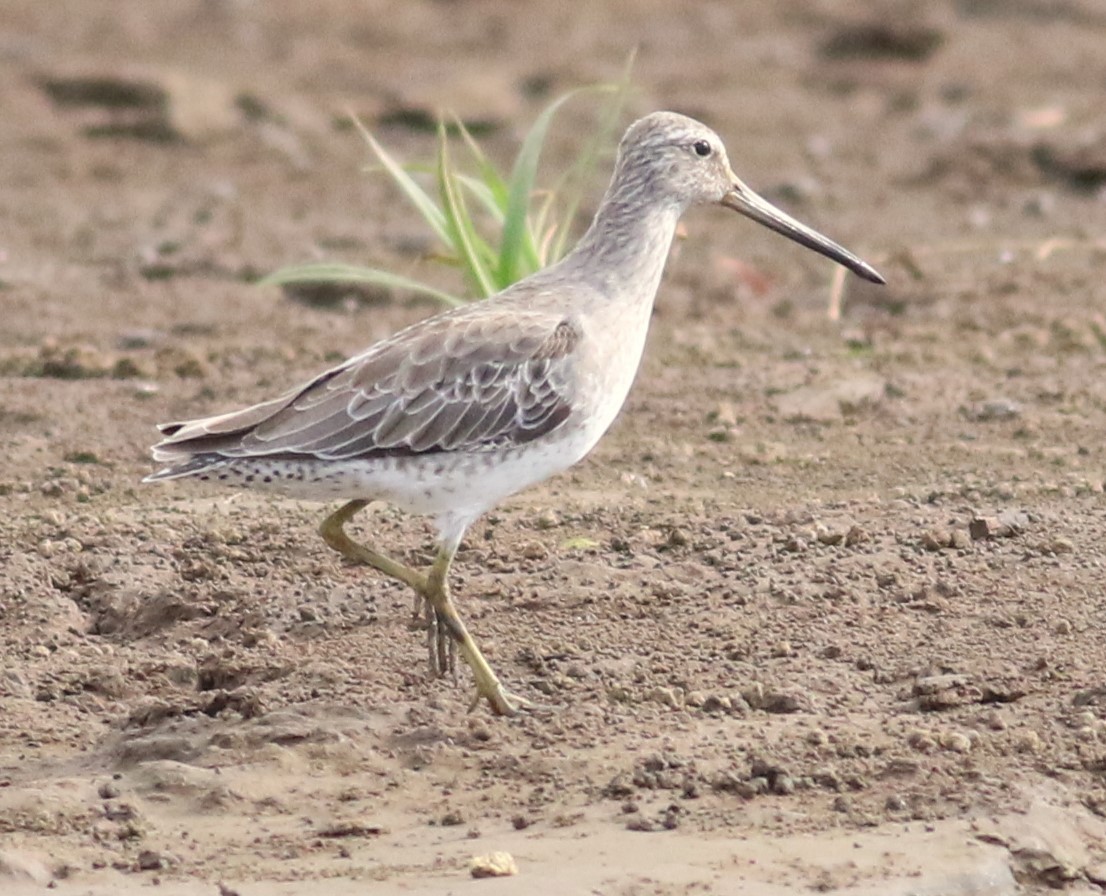 Short-billed Dowitcher - ML634152670
