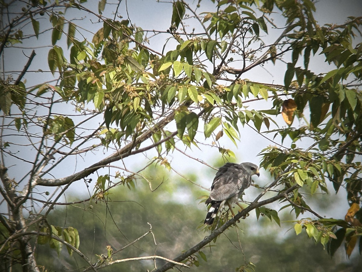 Gray-lined Hawk - ML634152704