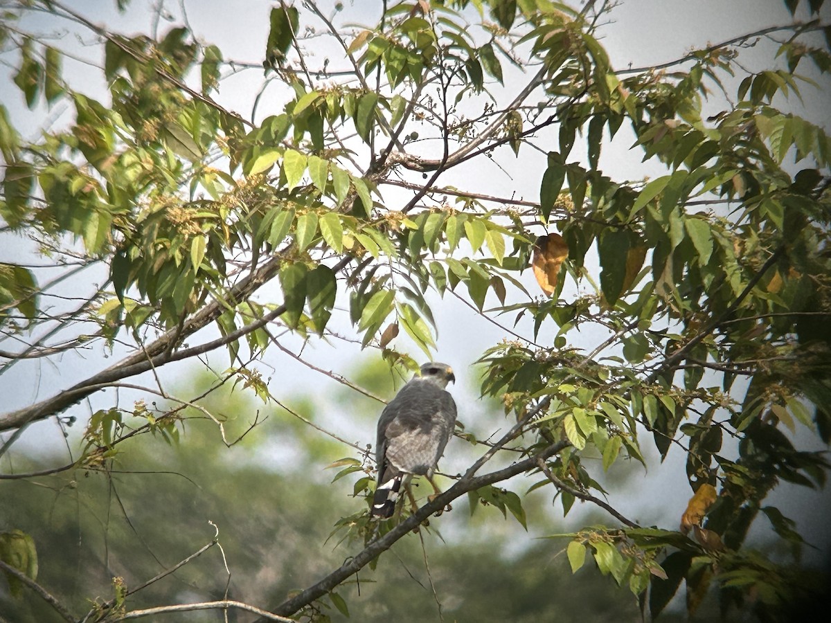 Gray-lined Hawk - ML634152729