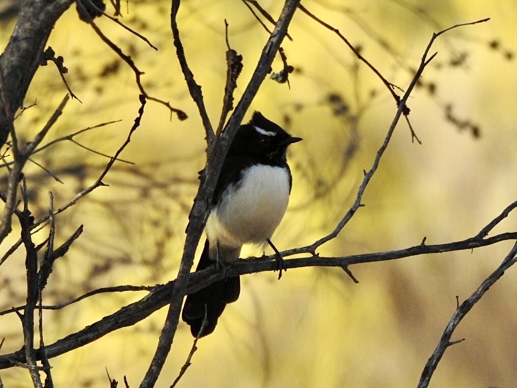 Willie-wagtail - ML634152819