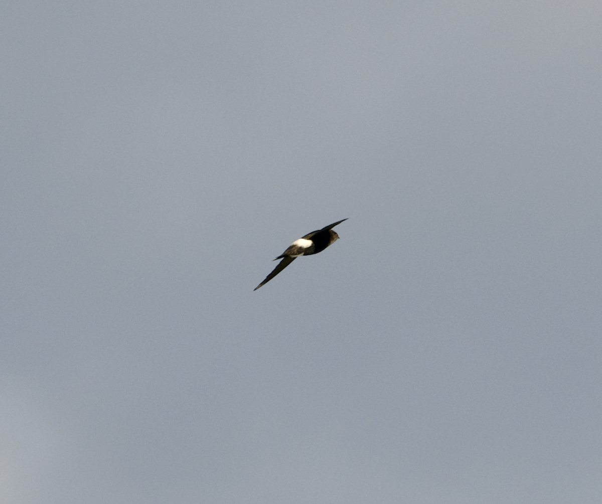 Vencejo Horus - ML634153339