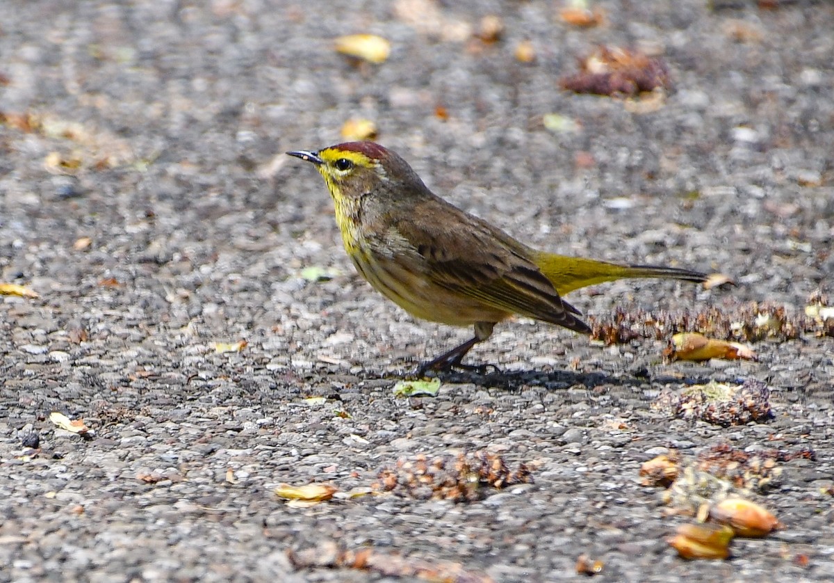 Palm Warbler - ML634153342
