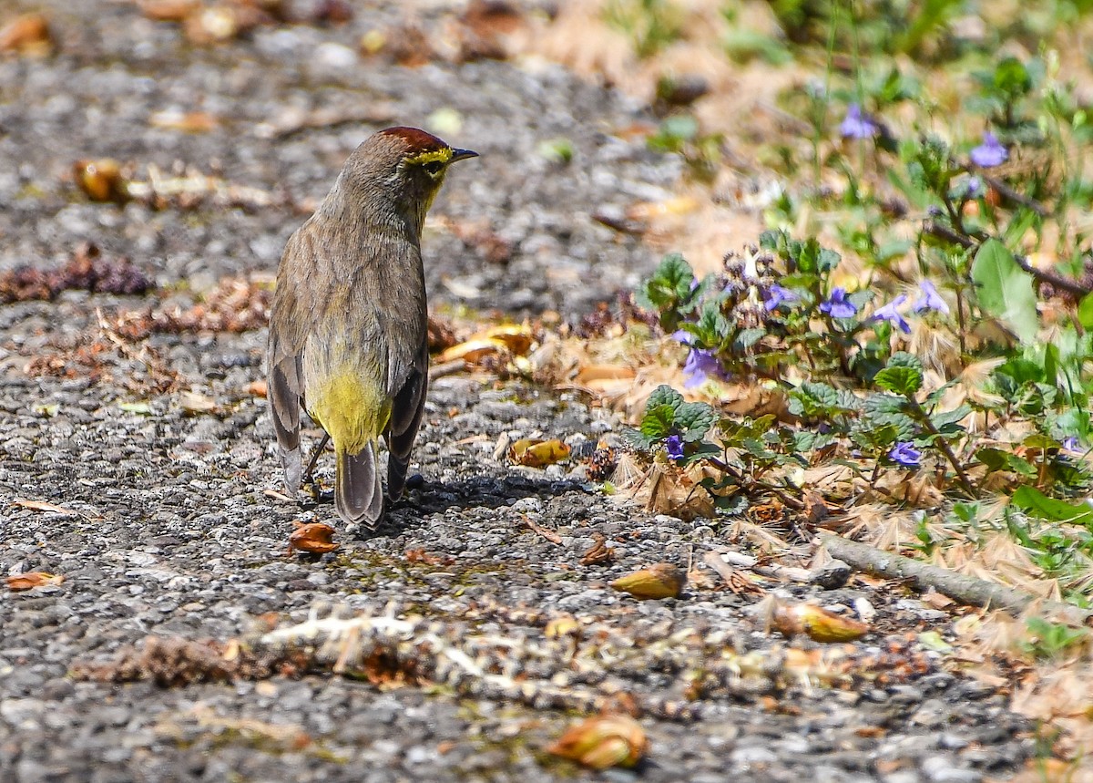 Palm Warbler - ML634153343