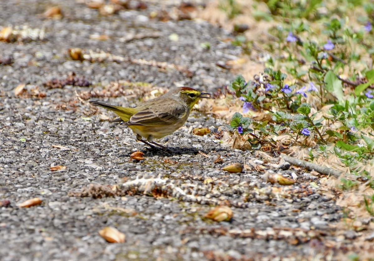 Palm Warbler - ML634153344