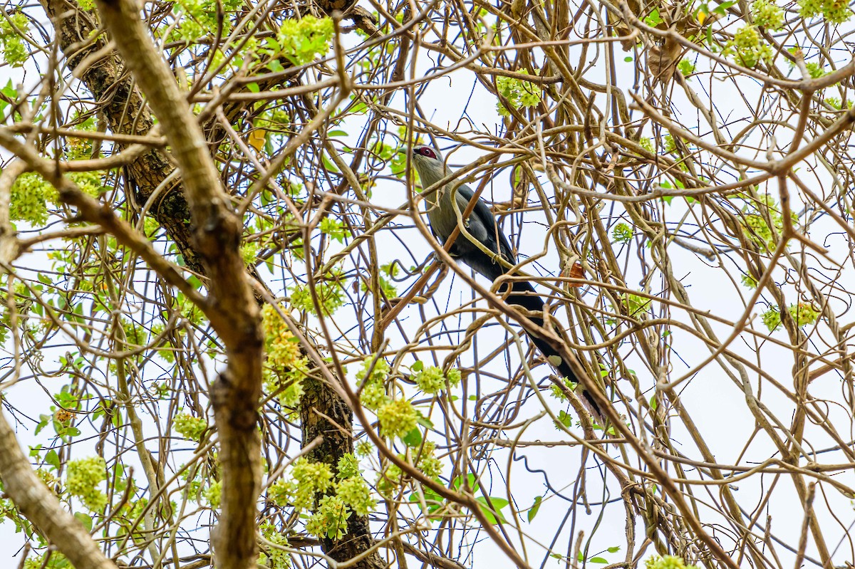 Green-billed Malkoha - ML634153347