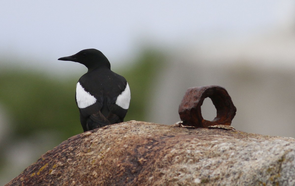 Black Guillemot - ML63415361