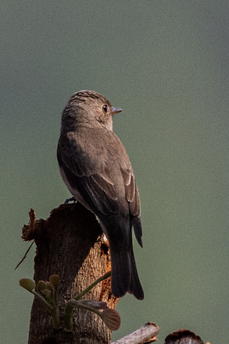 Taiga/Red-breasted Flycatcher - ML634153707