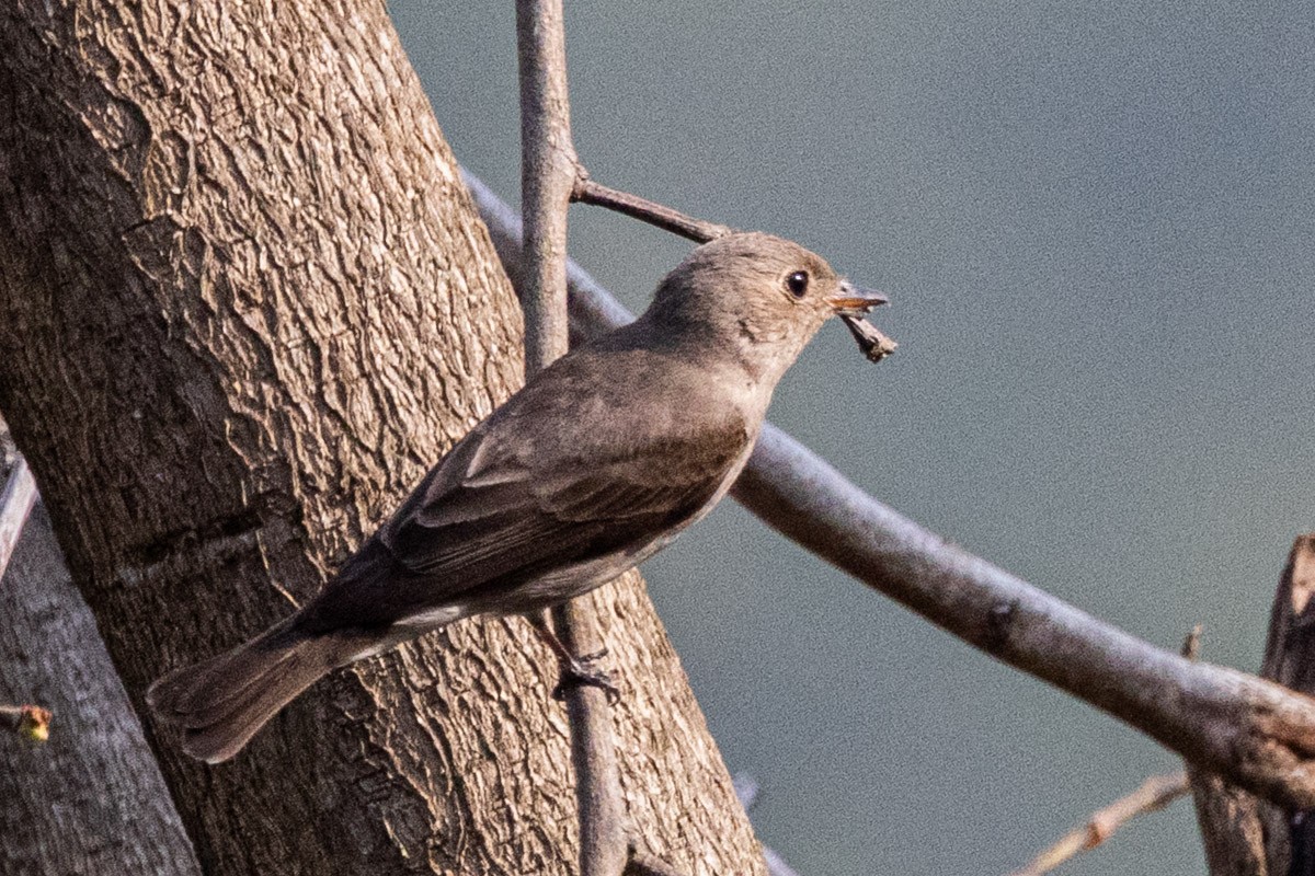 Taiga/Red-breasted Flycatcher - ML634153708