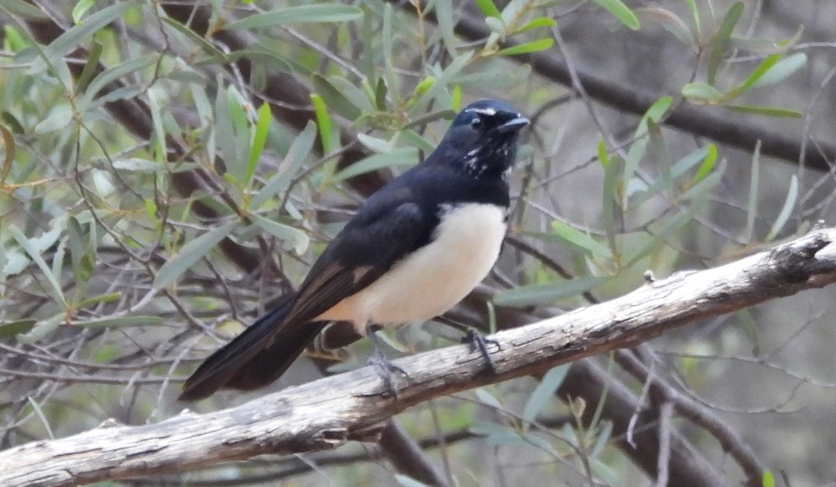 gallaviftestjert - ML634153709