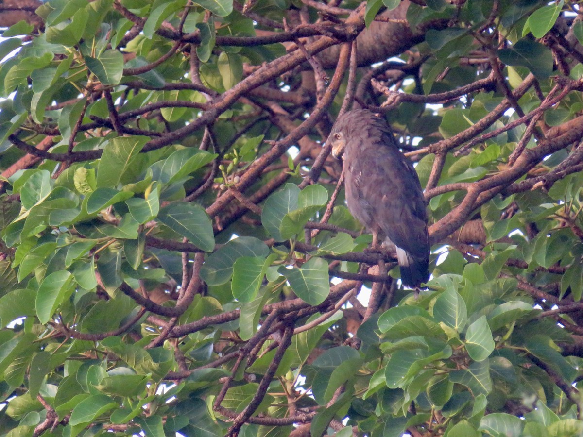 Western Banded Snake-Eagle - ML634153721