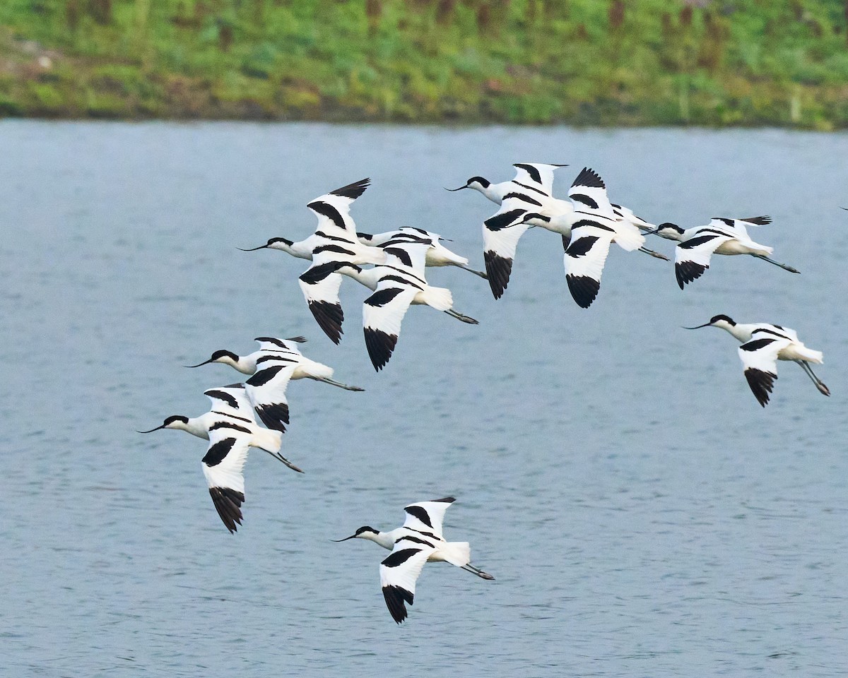 Pied Avocet - ML634153923