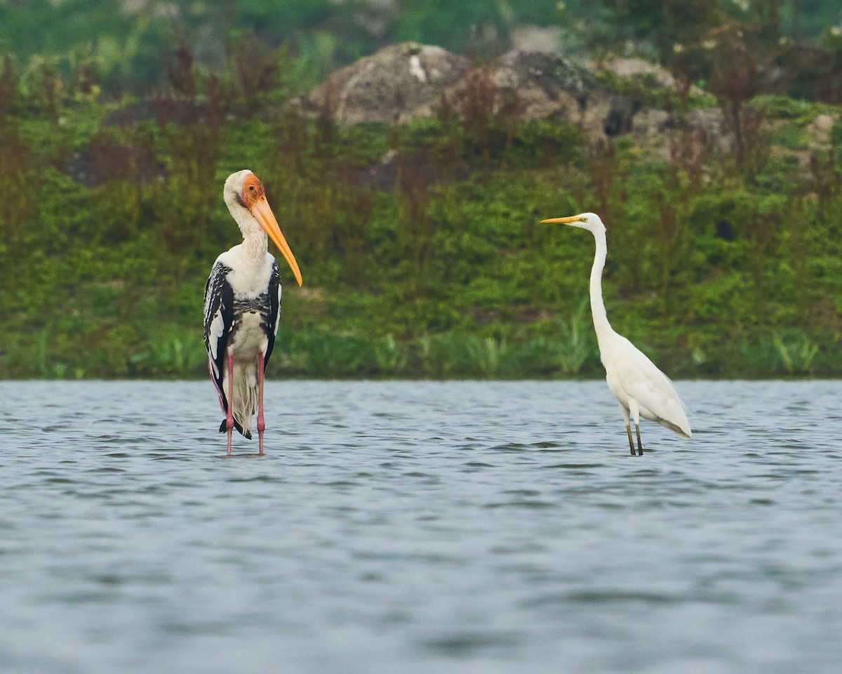 Painted Stork - ML634153942