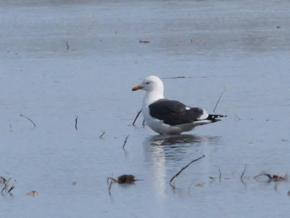 Lesser Black-backed Gull - ML634153973