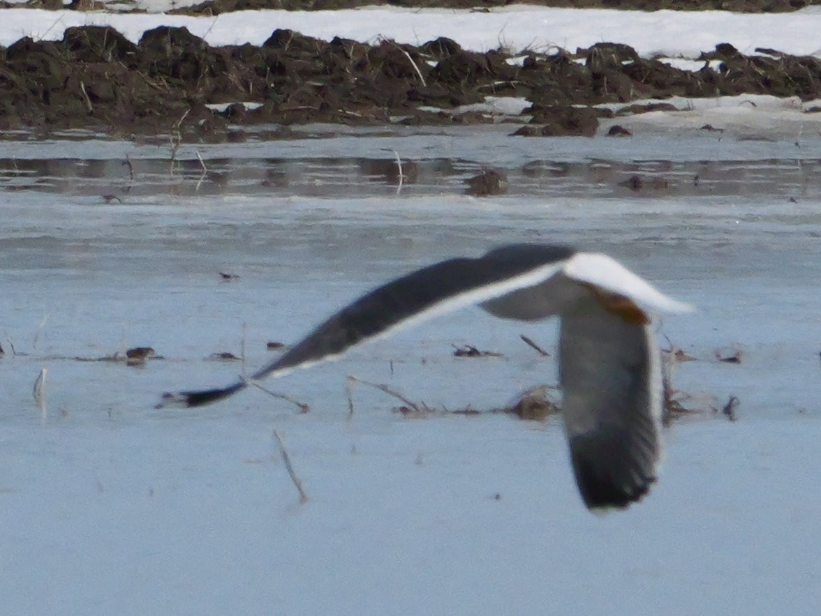 Lesser Black-backed Gull - ML634153974