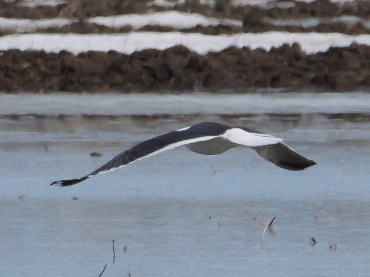 Lesser Black-backed Gull - ML634153975
