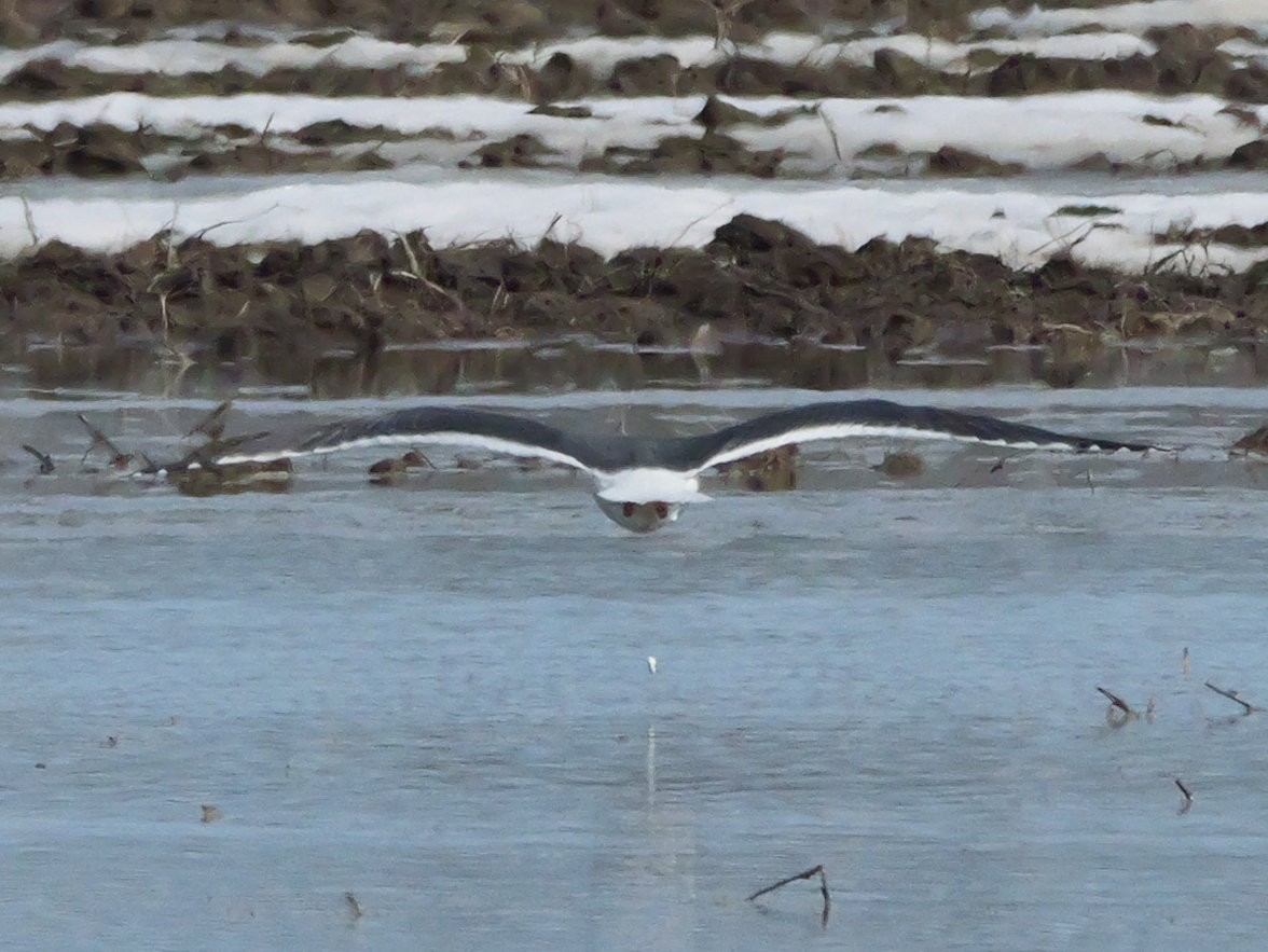 Lesser Black-backed Gull - ML634153976