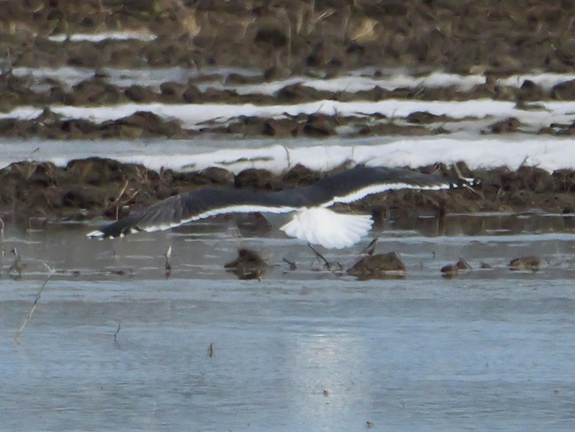 Lesser Black-backed Gull - ML634153977