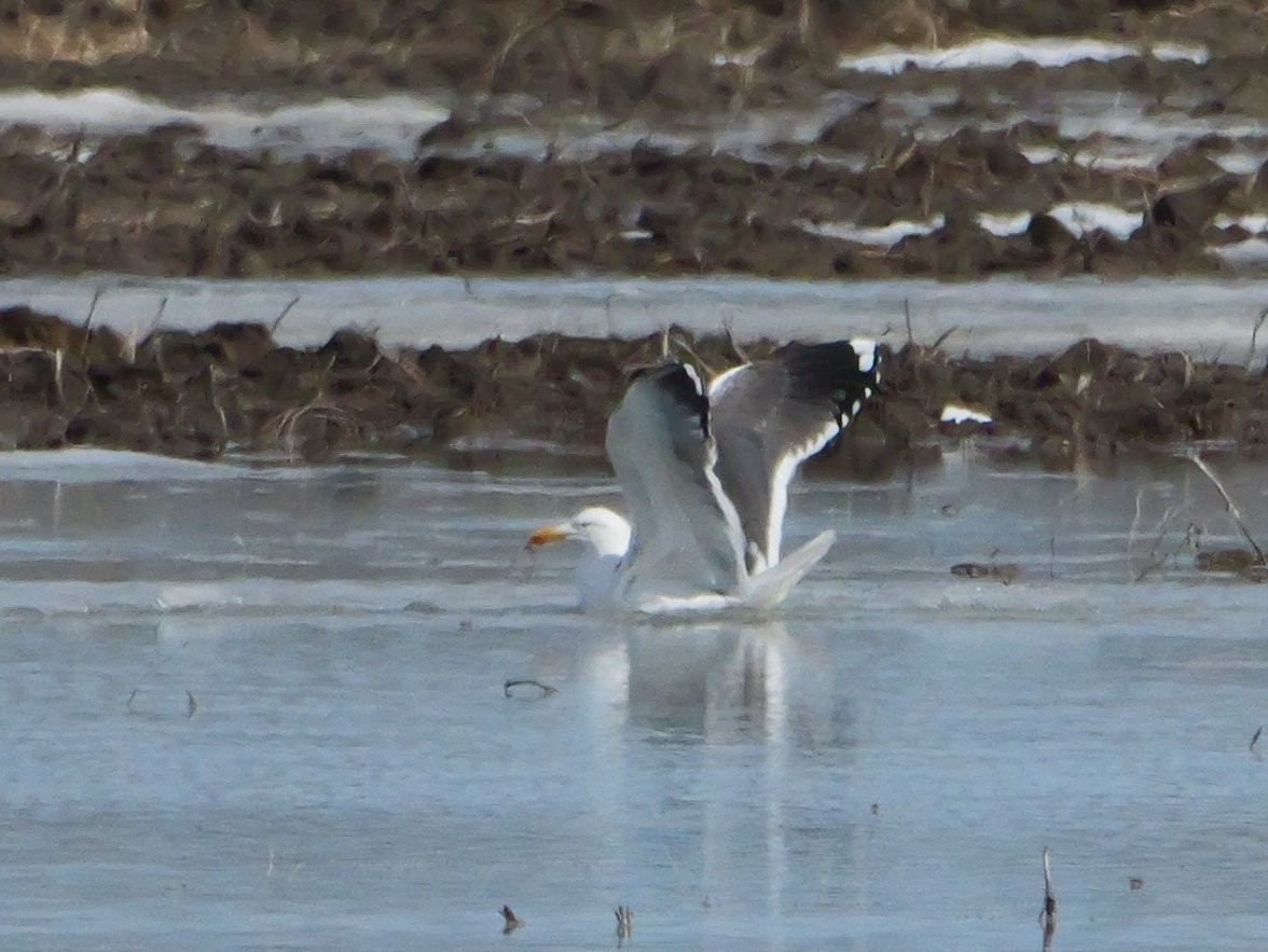 Lesser Black-backed Gull - ML634153979