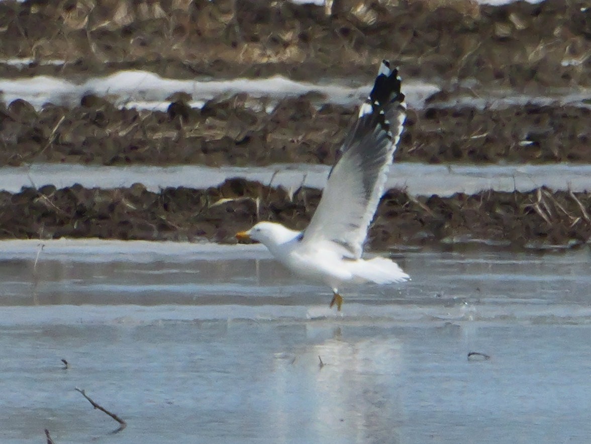 Lesser Black-backed Gull - ML634153980