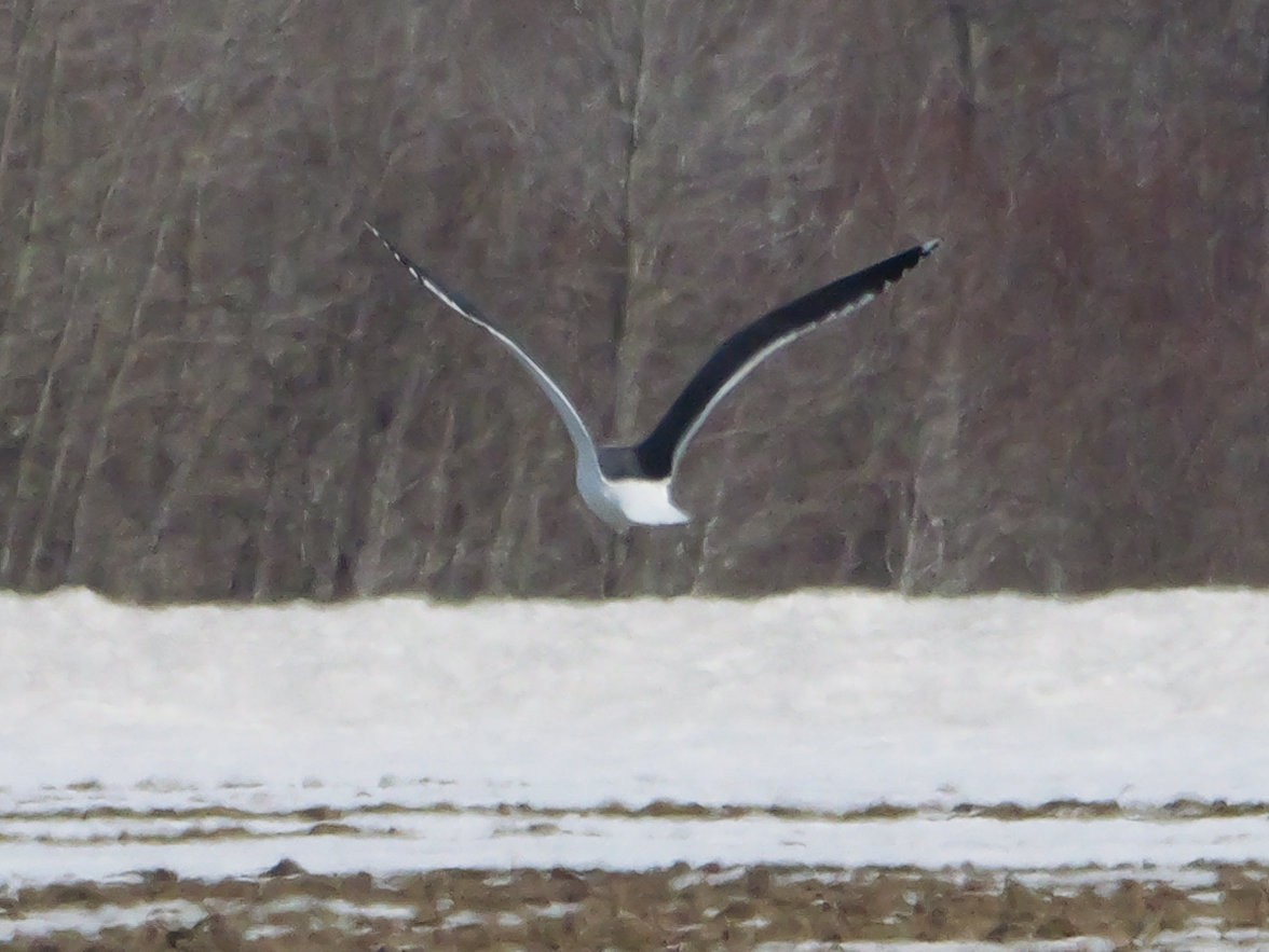 Lesser Black-backed Gull - ML634153981