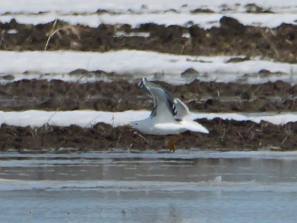 Lesser Black-backed Gull - ML634153982