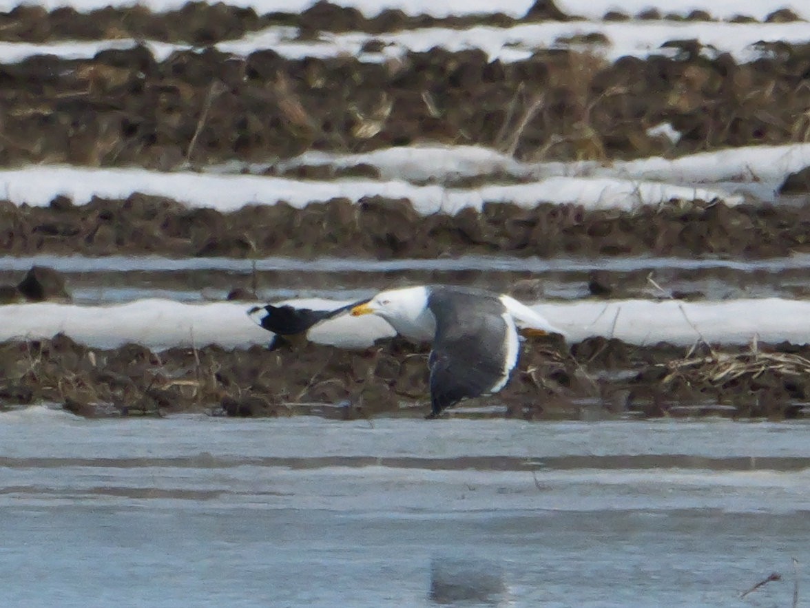 Lesser Black-backed Gull - ML634153983