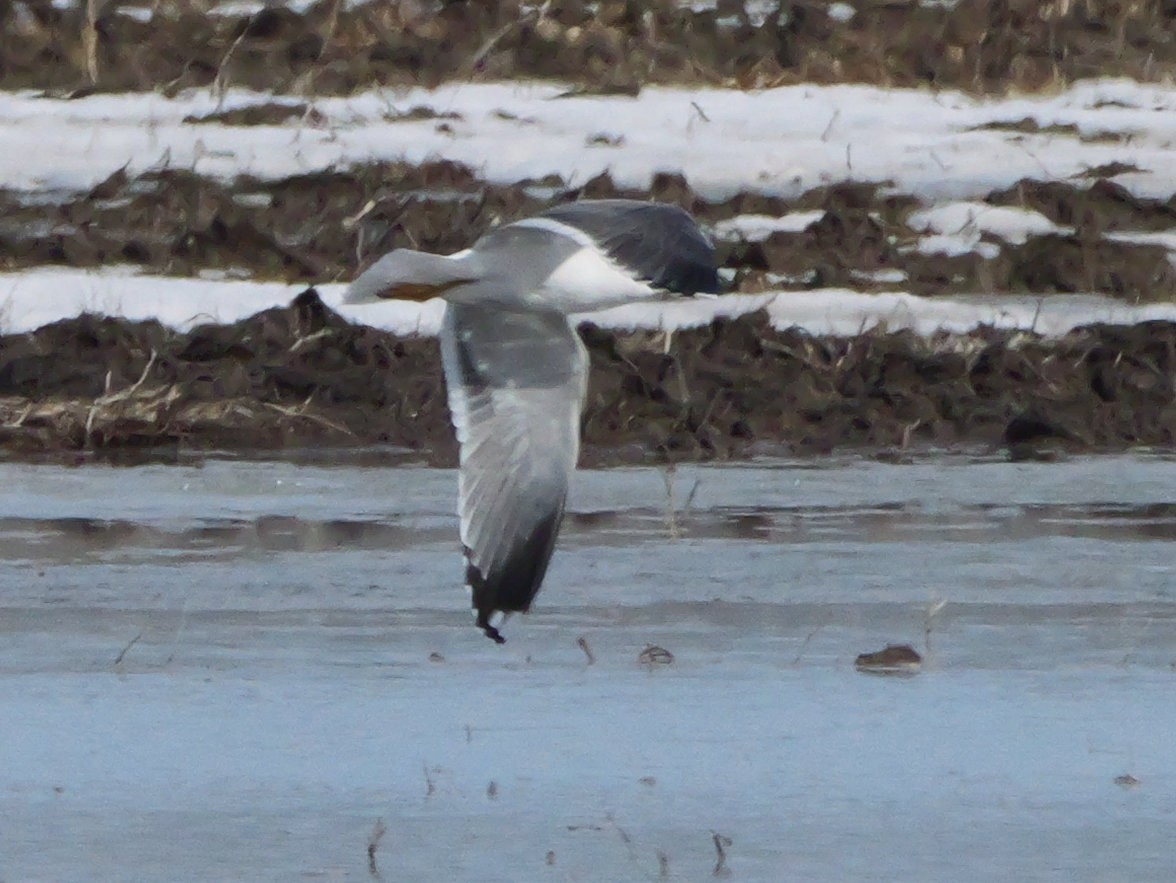 Lesser Black-backed Gull - ML634153984