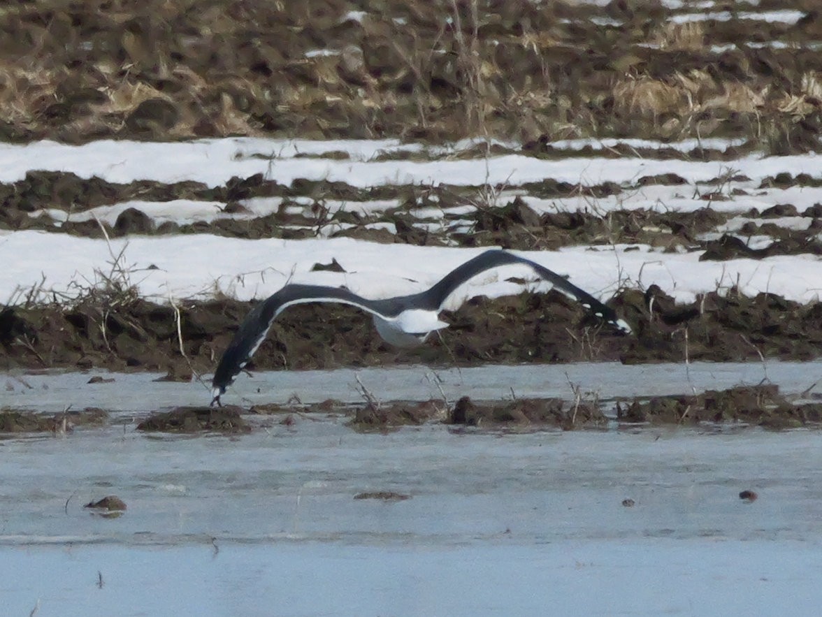 Lesser Black-backed Gull - ML634153986