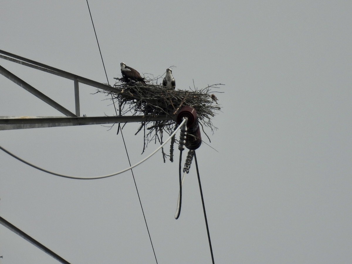 Osprey - ML634154098