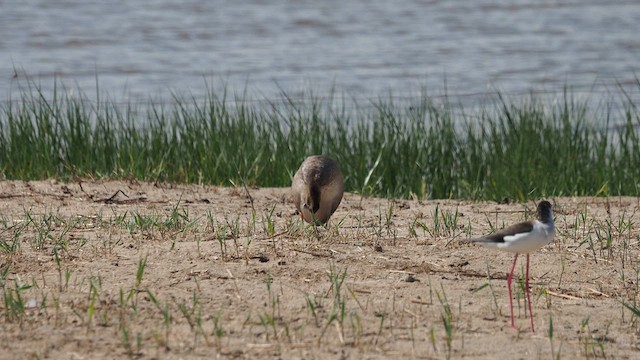 オカヨシガモ - ML634154141