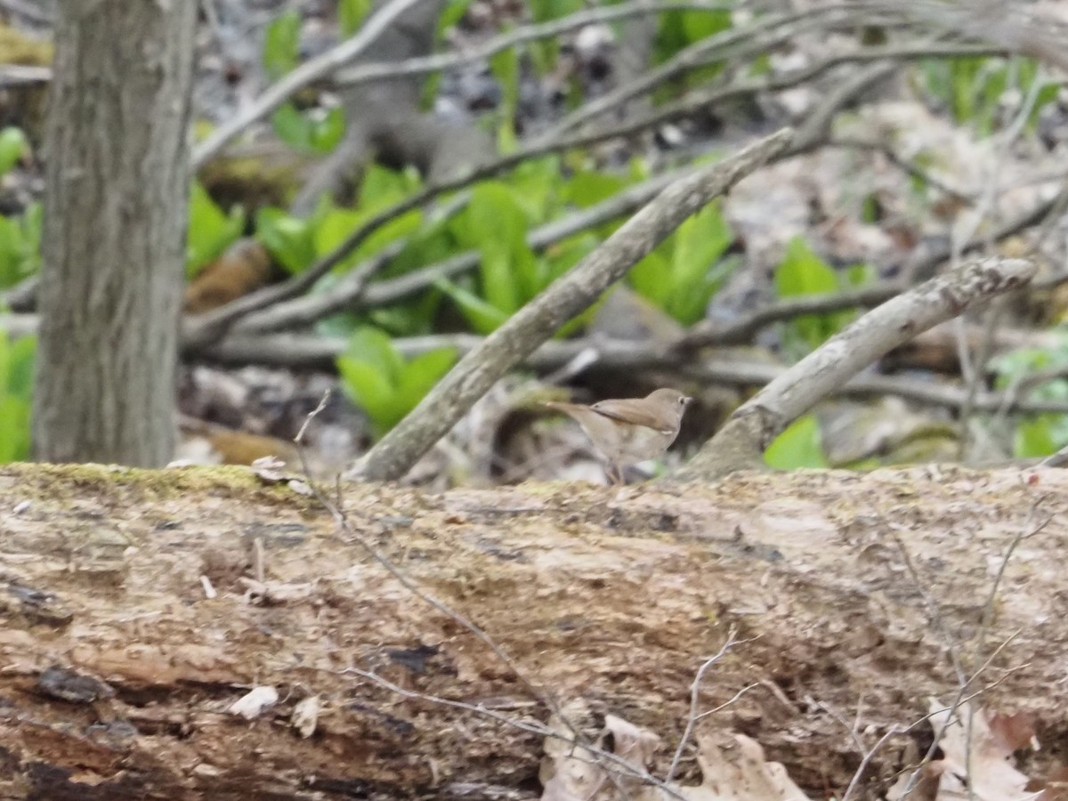 チャイロコツグミ - ML634154151