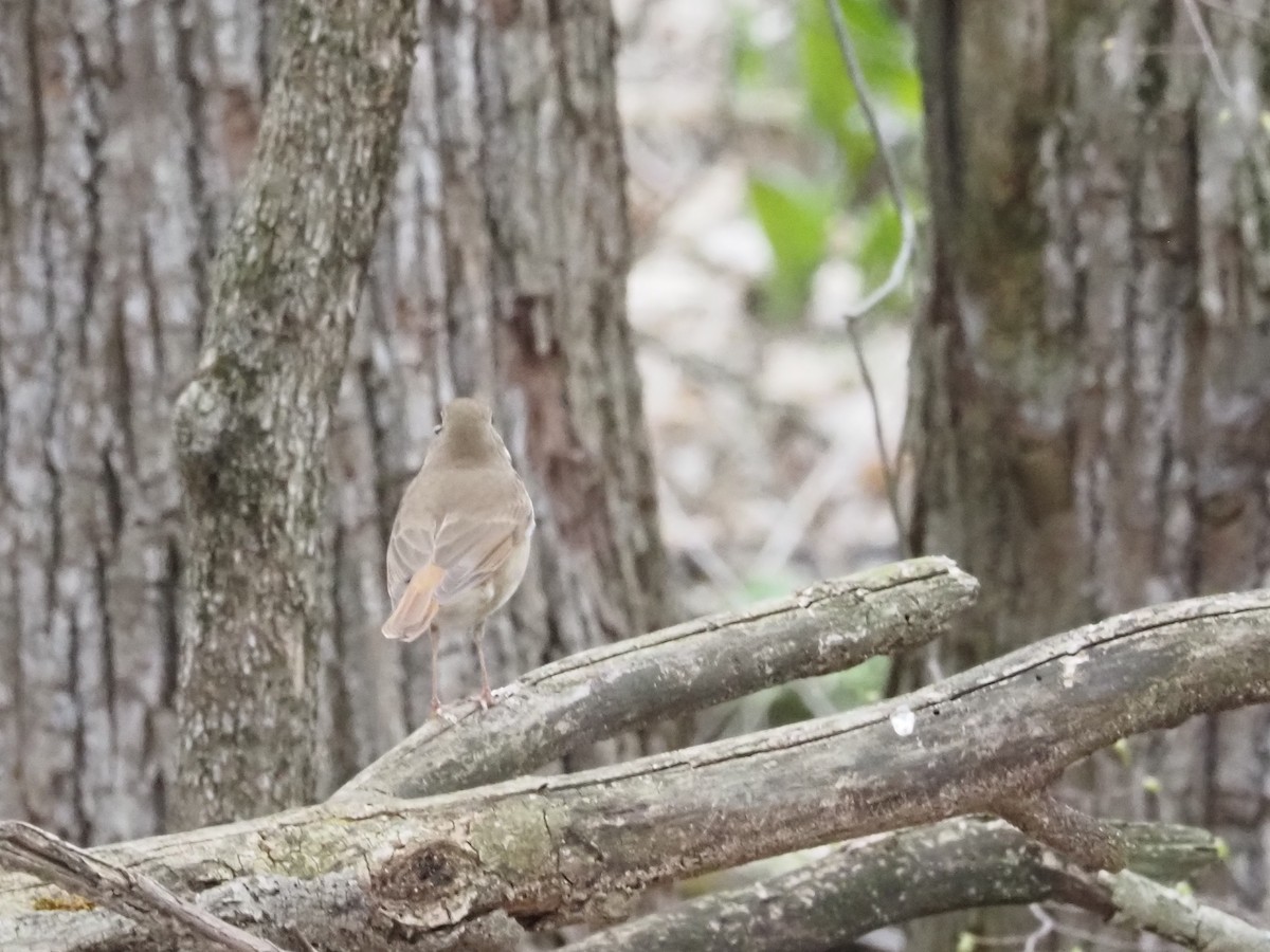 チャイロコツグミ - ML634154152