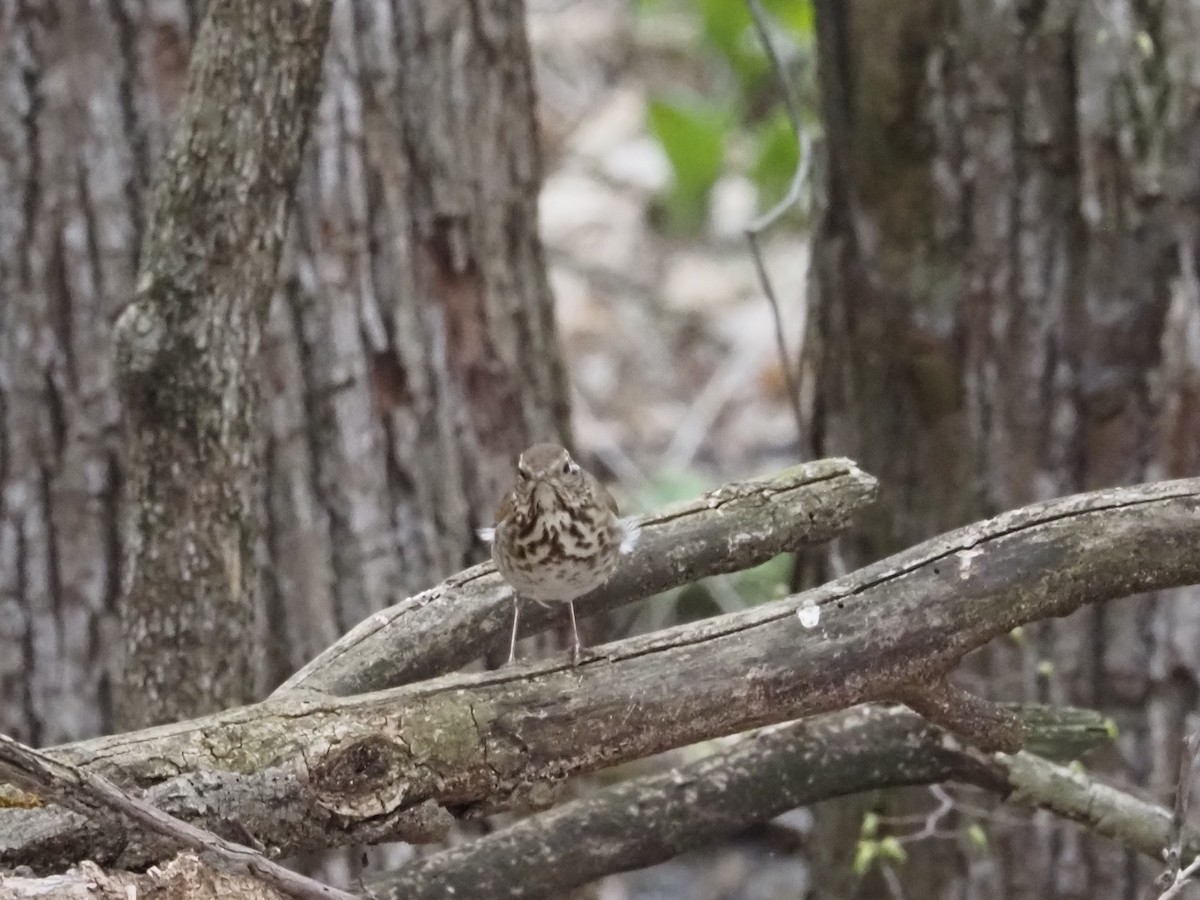 チャイロコツグミ - ML634154153