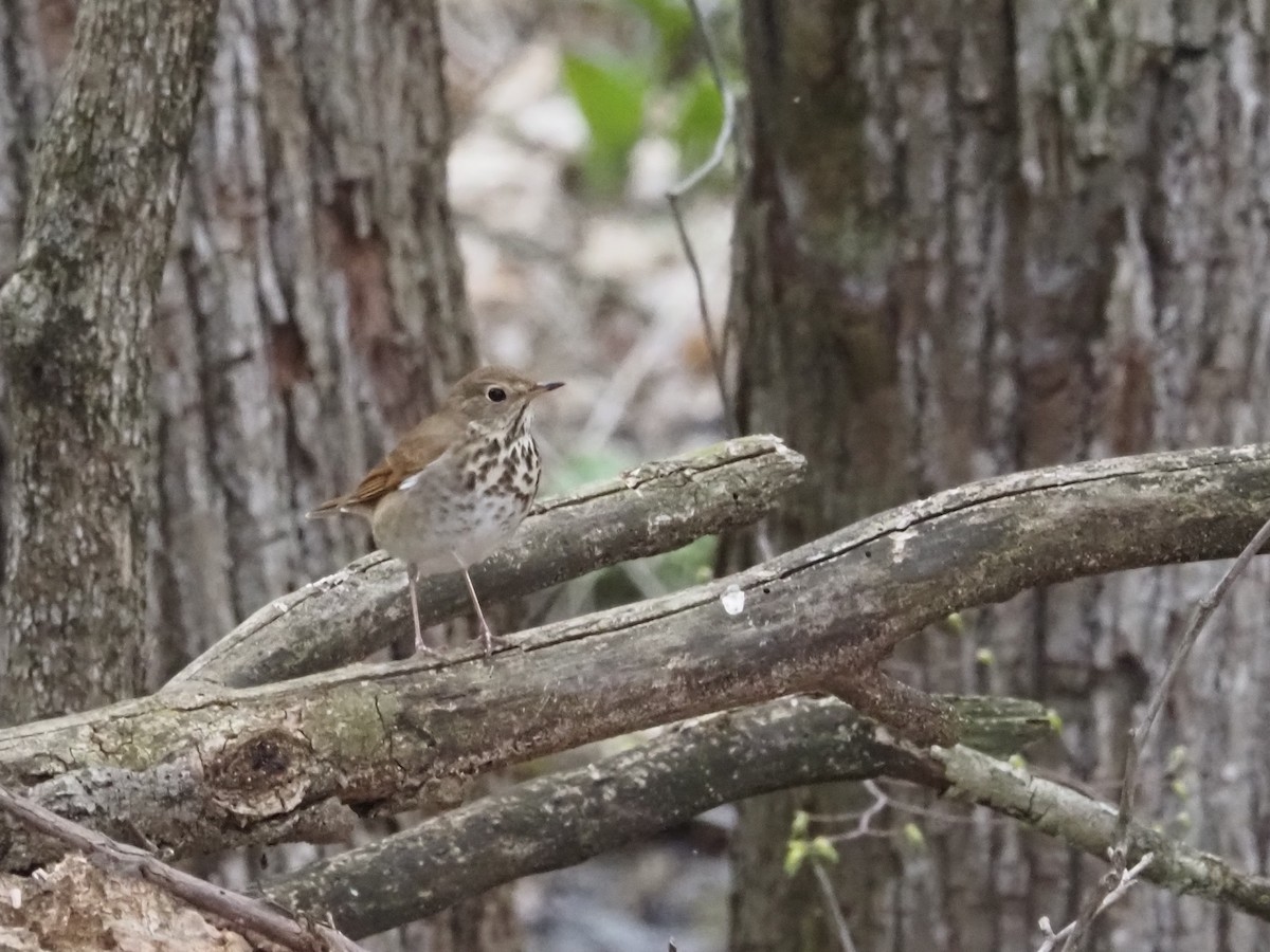 チャイロコツグミ - ML634154154