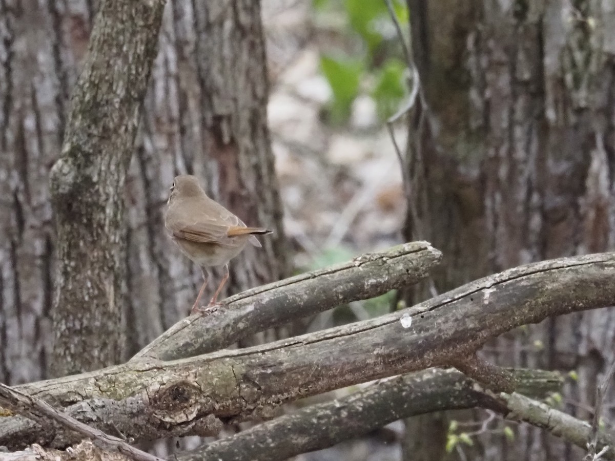 チャイロコツグミ - ML634154155