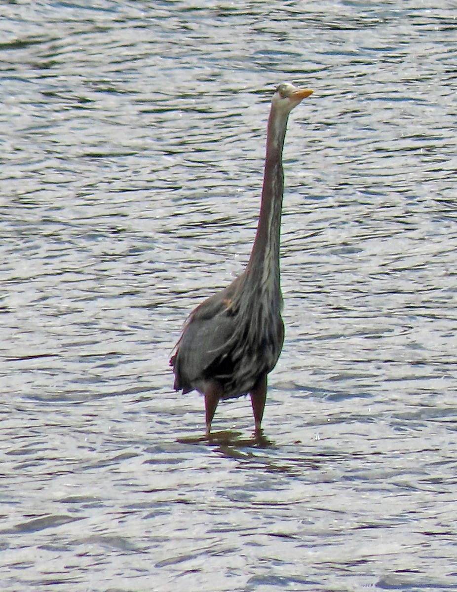 Great Blue Heron - ML634154227